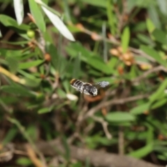 Megachile sp. (several subgenera) at Acton, ACT - 12 Jan 2022