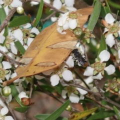 Megachile sp. (several subgenera) at Acton, ACT - 12 Jan 2022