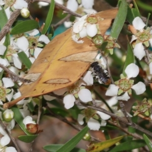 Megachile sp. (several subgenera) at Acton, ACT - 12 Jan 2022