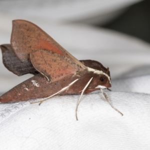 Hippotion scrofa at Higgins, ACT - 11 Jan 2022