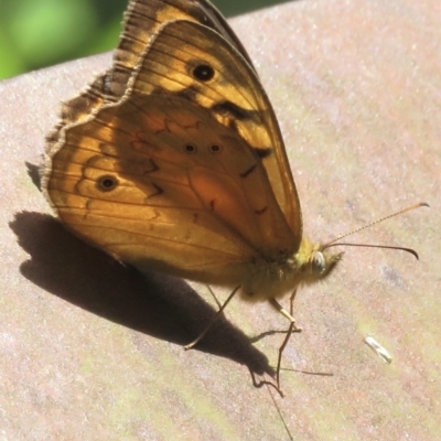 Heteronympha merope (Common Brown Butterfly) at Paddys River, ACT - 10 Jan 2022 by RobParnell