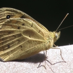 Heteronympha merope at Paddys River, ACT - 10 Jan 2022