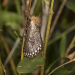 Epicoma contristis (Yellow-spotted Epicoma Moth) at Higgins, ACT - 11 Jan 2022 by AlisonMilton