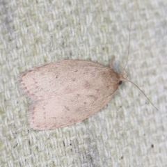 Garrha rubella (A Concealer moth) at O'Connor, ACT - 11 Jan 2022 by ibaird