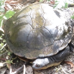 Chelodina longicollis (Eastern Long-necked Turtle) at Tidbinbilla Nature Reserve - 10 Jan 2022 by RobParnell