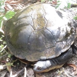 Chelodina longicollis at Paddys River, ACT - 10 Jan 2022 04:28 PM