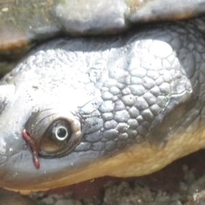 Chelodina longicollis at Paddys River, ACT - 10 Jan 2022