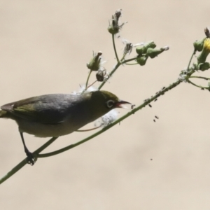 Zosterops lateralis at Higgins, ACT - 30 Dec 2021 06:52 PM