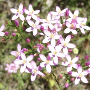 Centaurium erythraea at Jerrabomberra, ACT - 3 Jan 2022