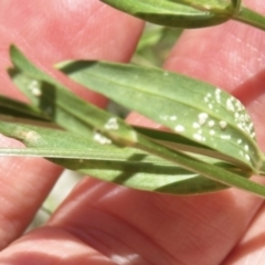 Centaurium erythraea at Jerrabomberra, ACT - 3 Jan 2022