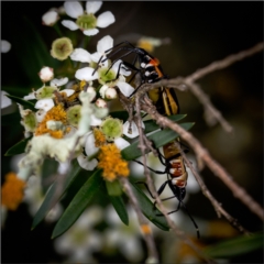 Dindymus versicolor (Harlequin Bug) at Holt, ACT - 12 Jan 2022 by Margo