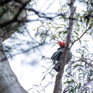 Callocephalon fimbriatum at Wingello, NSW - suppressed