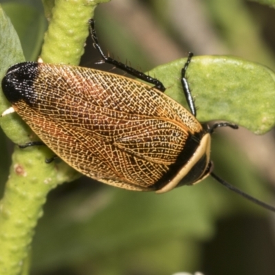 Ellipsidion australe (Austral Ellipsidion cockroach) at Higgins, ACT - 11 Jan 2022 by AlisonMilton