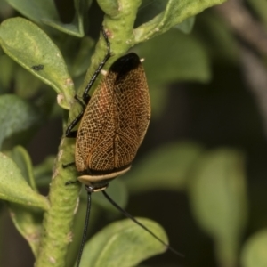 Ellipsidion australe at Higgins, ACT - 11 Jan 2022 11:12 AM