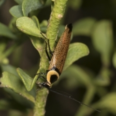 Ellipsidion australe at Higgins, ACT - 11 Jan 2022 11:12 AM