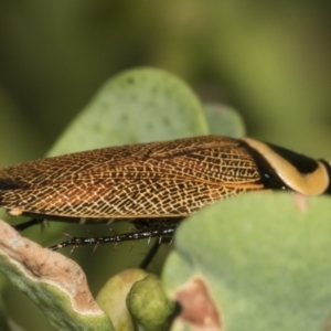 Ellipsidion australe at Higgins, ACT - 11 Jan 2022 11:12 AM