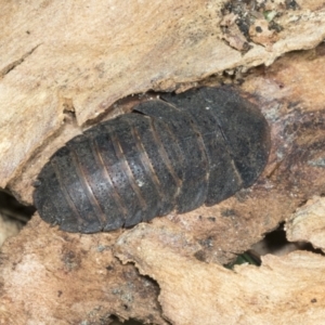 Laxta sp. (genus) at Higgins, ACT - 9 Jan 2022