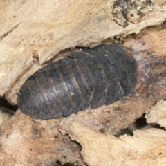 Laxta sp. (genus) (Bark cockroach) at Higgins, ACT - 9 Jan 2022 by AlisonMilton