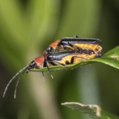 Chauliognathus tricolor (Tricolor soldier beetle) at Higgins, ACT - 8 Jan 2022 by AlisonMilton