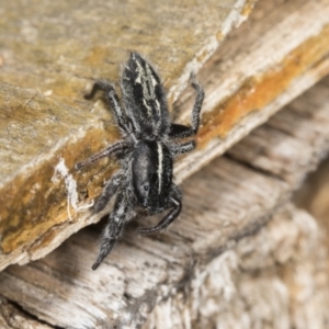 Ocrisiona leucocomis at Higgins, ACT - 9 Jan 2022