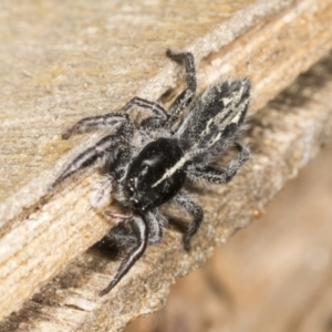 Ocrisiona leucocomis at Higgins, ACT - 9 Jan 2022