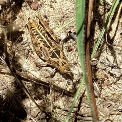 Perunga ochracea (Perunga grasshopper, Cross-dressing Grasshopper) at Googong, NSW - 19 Dec 2020 by Wandiyali