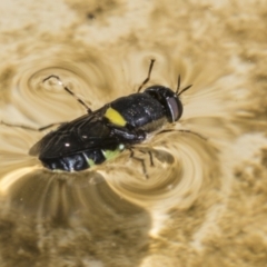 Odontomyia hunteri (Soldier fly) at Higgins, ACT - 8 Jan 2022 by AlisonMilton