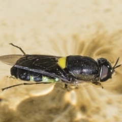 Odontomyia hunteri at Higgins, ACT - 8 Jan 2022