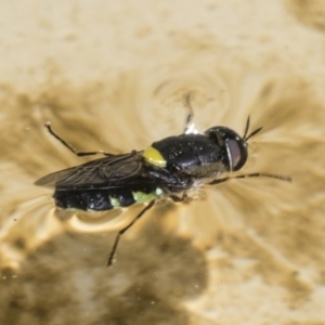 Odontomyia hunteri at Higgins, ACT - 8 Jan 2022