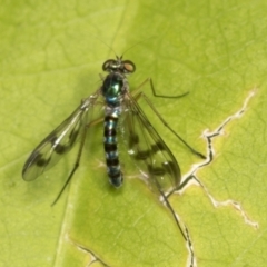 Heteropsilopus ingenuus (A long-legged fly) at Higgins, ACT - 8 Jan 2022 by AlisonMilton