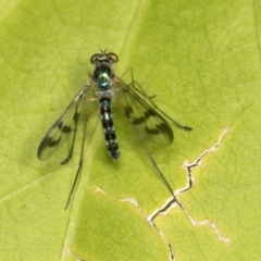 Heteropsilopus ingenuus at Higgins, ACT - 9 Jan 2022