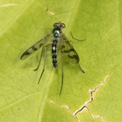 Heteropsilopus ingenuus at Higgins, ACT - 9 Jan 2022