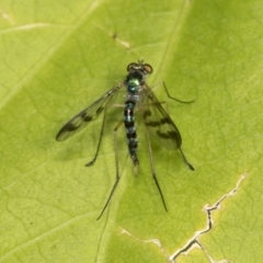 Heteropsilopus ingenuus at Higgins, ACT - 9 Jan 2022