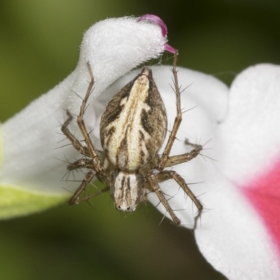 Oxyopes sp. (genus) (Lynx spider) at Higgins, ACT - 10 Jan 2022 by AlisonMilton