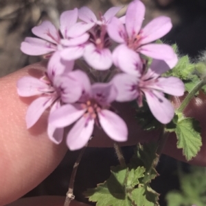 Pelargonium australe at Booth, ACT - 2 Jan 2022