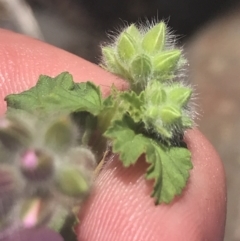 Pelargonium australe at Booth, ACT - 2 Jan 2022