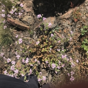 Pelargonium australe at Booth, ACT - 2 Jan 2022