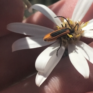 Stenoderus suturalis at Booth, ACT - 2 Jan 2022 11:57 AM