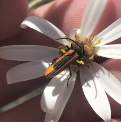 Stenoderus suturalis at Booth, ACT - 2 Jan 2022 11:57 AM