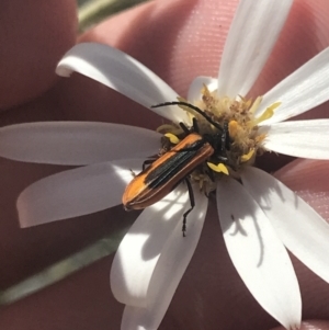 Stenoderus suturalis at Booth, ACT - 2 Jan 2022 11:57 AM