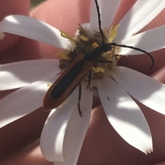 Stenoderus suturalis at Booth, ACT - 2 Jan 2022