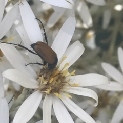 Phyllotocus rufipennis (Nectar scarab) at Booth, ACT - 2 Jan 2022 by Tapirlord