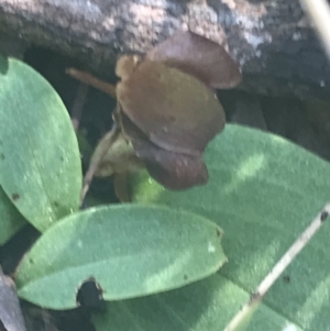 Chiloglottis sp. at Booth, ACT - suppressed