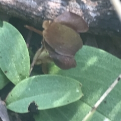 Chiloglottis sp. (A Bird/Wasp Orchid) at Booth, ACT - 2 Jan 2022 by Tapirlord