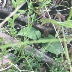 Chiloglottis sp. at Booth, ACT - suppressed