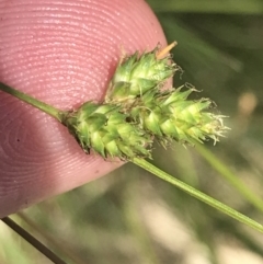 Carex inversa (Knob Sedge) at Booth, ACT - 2 Jan 2022 by Tapirlord