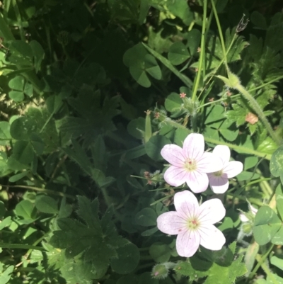 Geranium antrorsum (Rosetted Cranesbill) at Booth, ACT - 2 Jan 2022 by Tapirlord