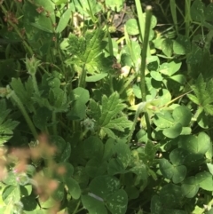 Geranium antrorsum at Booth, ACT - 2 Jan 2022