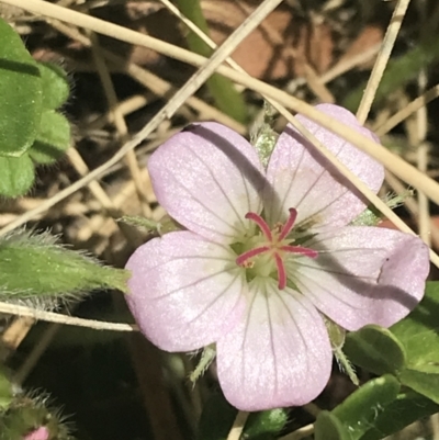 Geranium antrorsum (Rosetted Cranesbill) at Booth, ACT - 2 Jan 2022 by Tapirlord