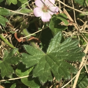 Geranium antrorsum at Booth, ACT - 2 Jan 2022 12:30 PM